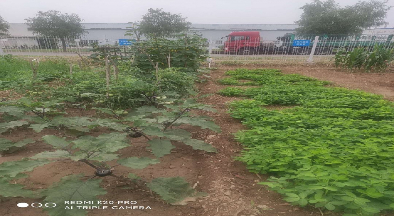 北京邢鋼焊網(wǎng)公司開(kāi)展“最美菜園”評(píng)比活動(dòng)